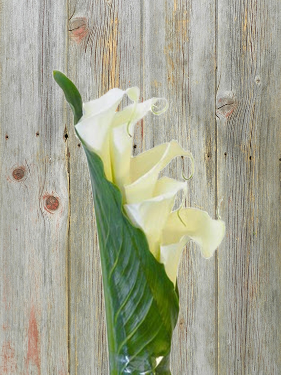  CASCADE WHITE MAGNUM CALLA LILY 6 STEM  BOUQUET